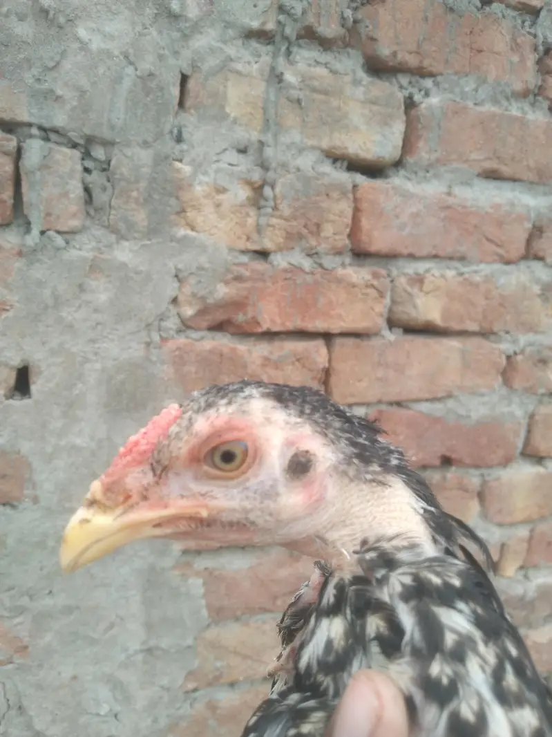 Aseel pathy pathiya available — photo 4
