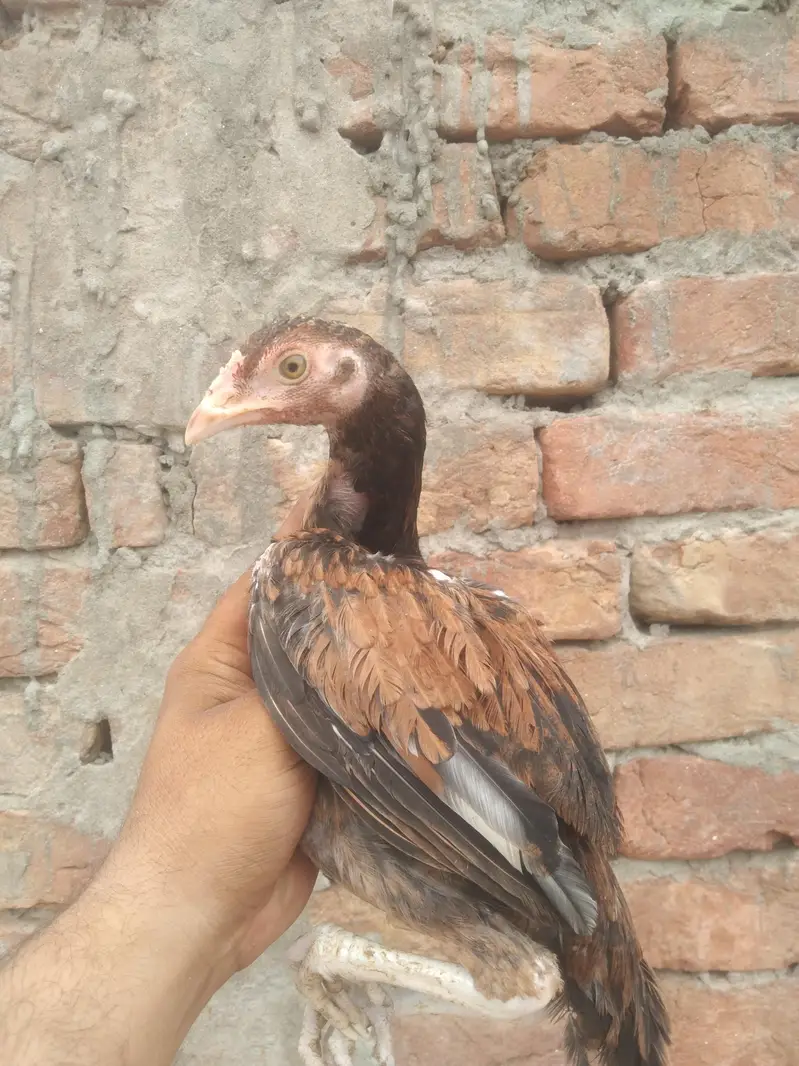 Aseel pathy pathiya available — photo 5