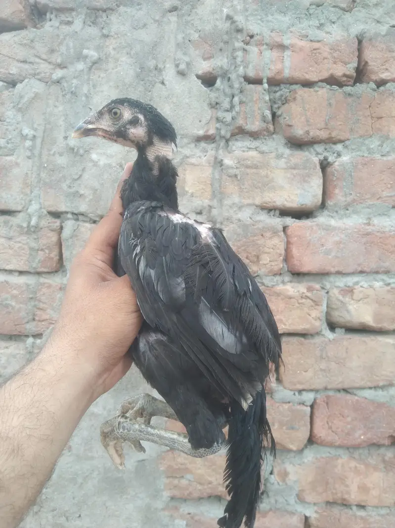 Aseel pathy pathiya available — photo 6