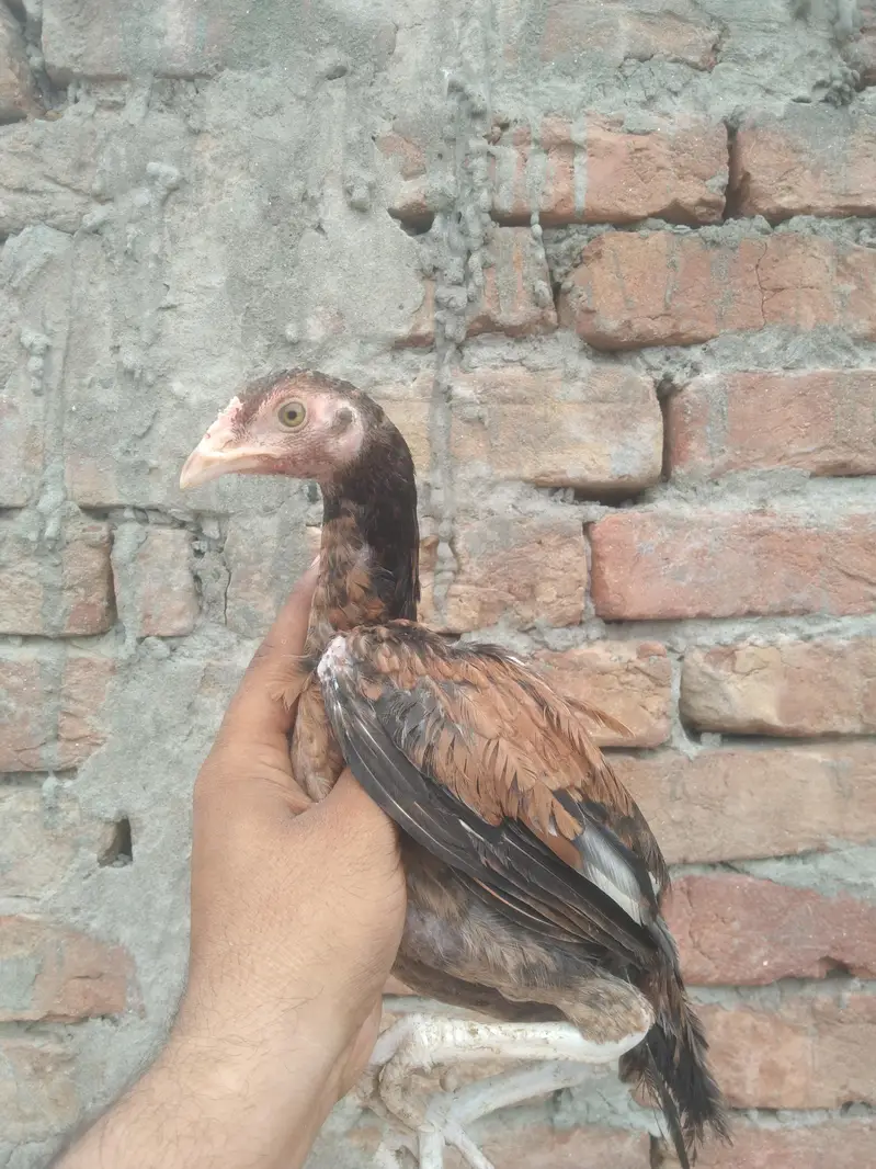 Aseel pathy pathiya available — photo 7