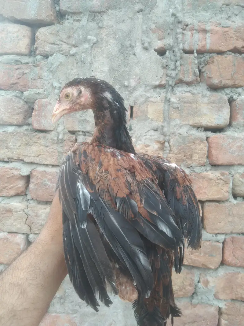 Aseel pathy pathiya available — photo 8