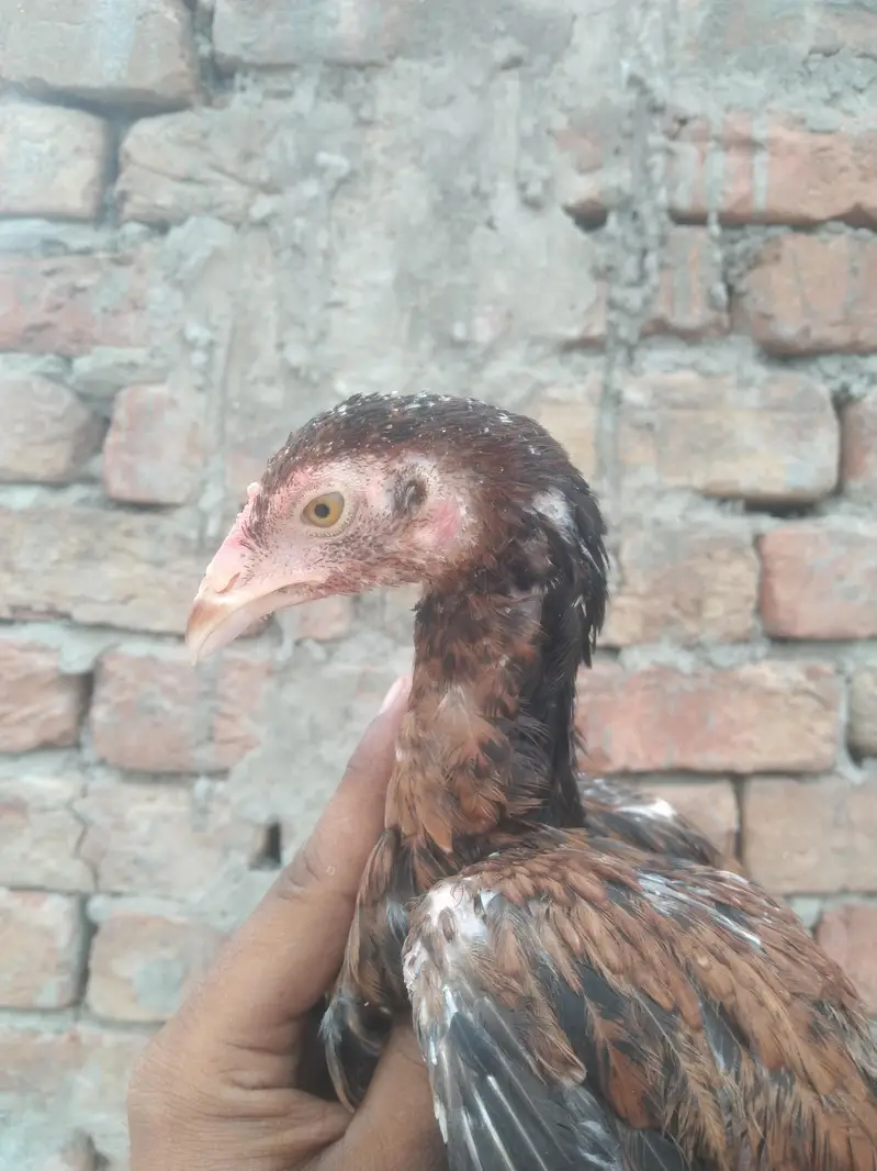 Aseel pathy pathiya available — photo 9