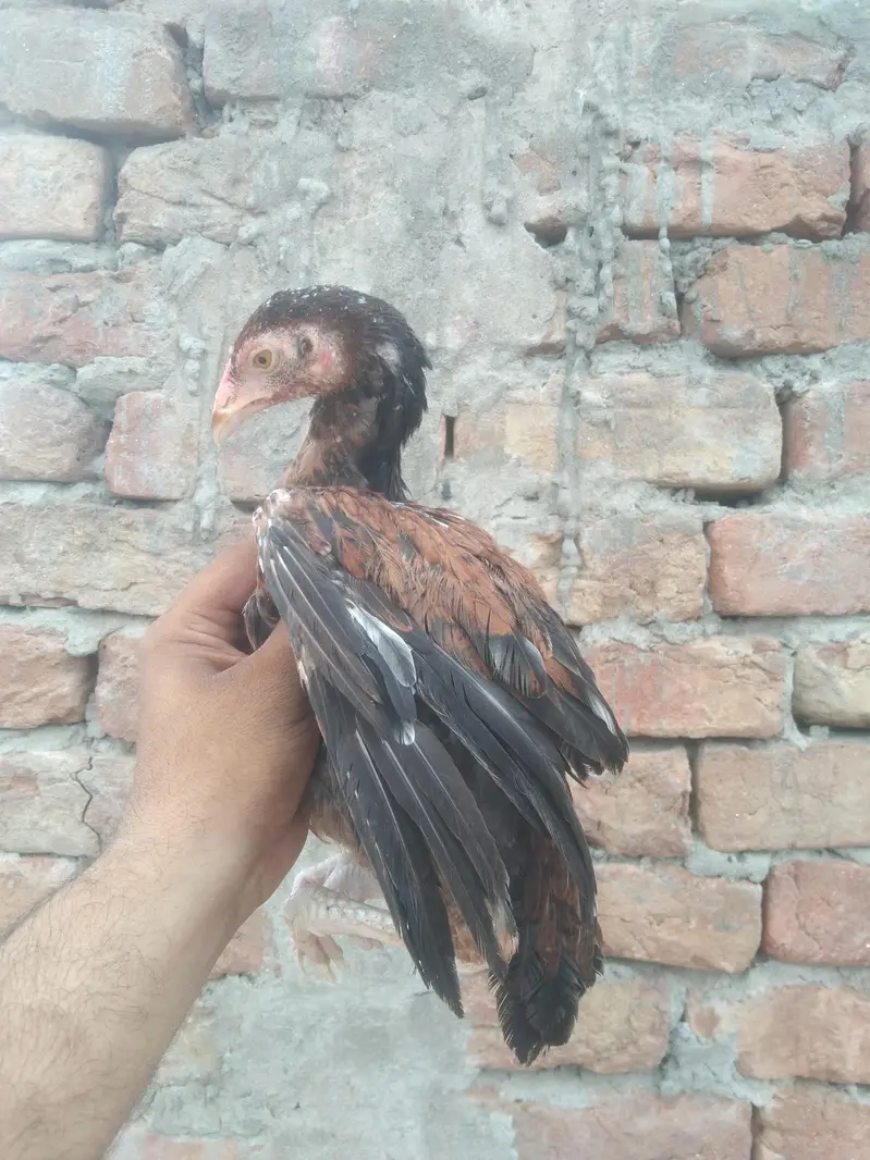 Aseel pathy pathiya available — photo 10