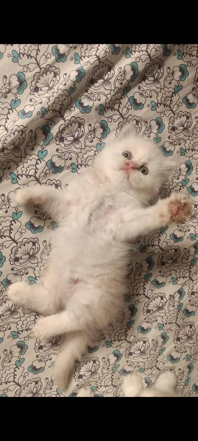 Pure punch persian female kitten