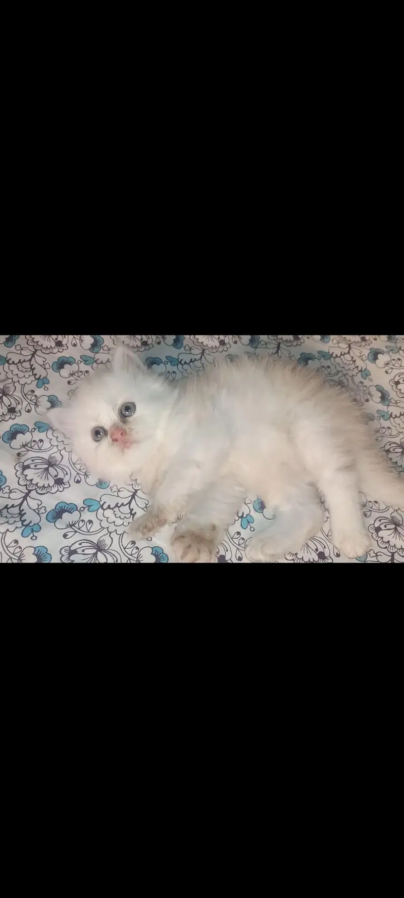 Pure punch persian female kitten — photo 2