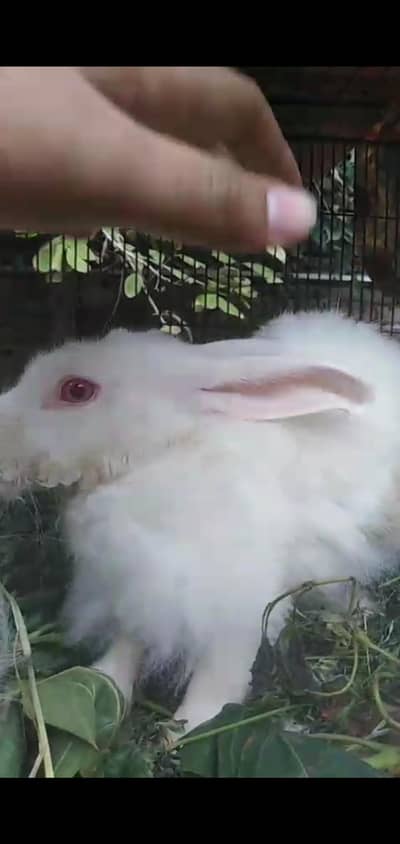 angora cross for sale