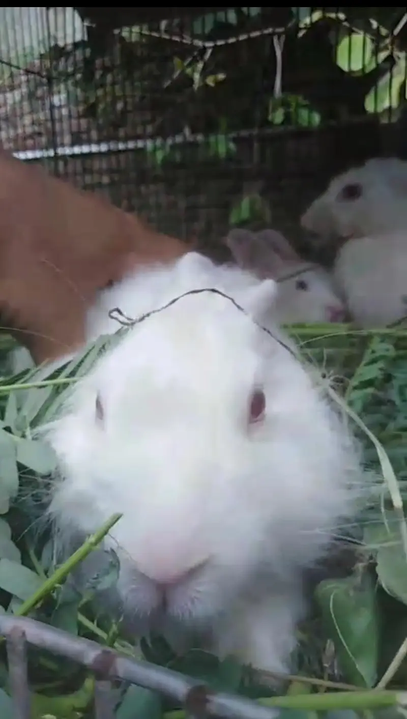 angora cross for sale — photo 2
