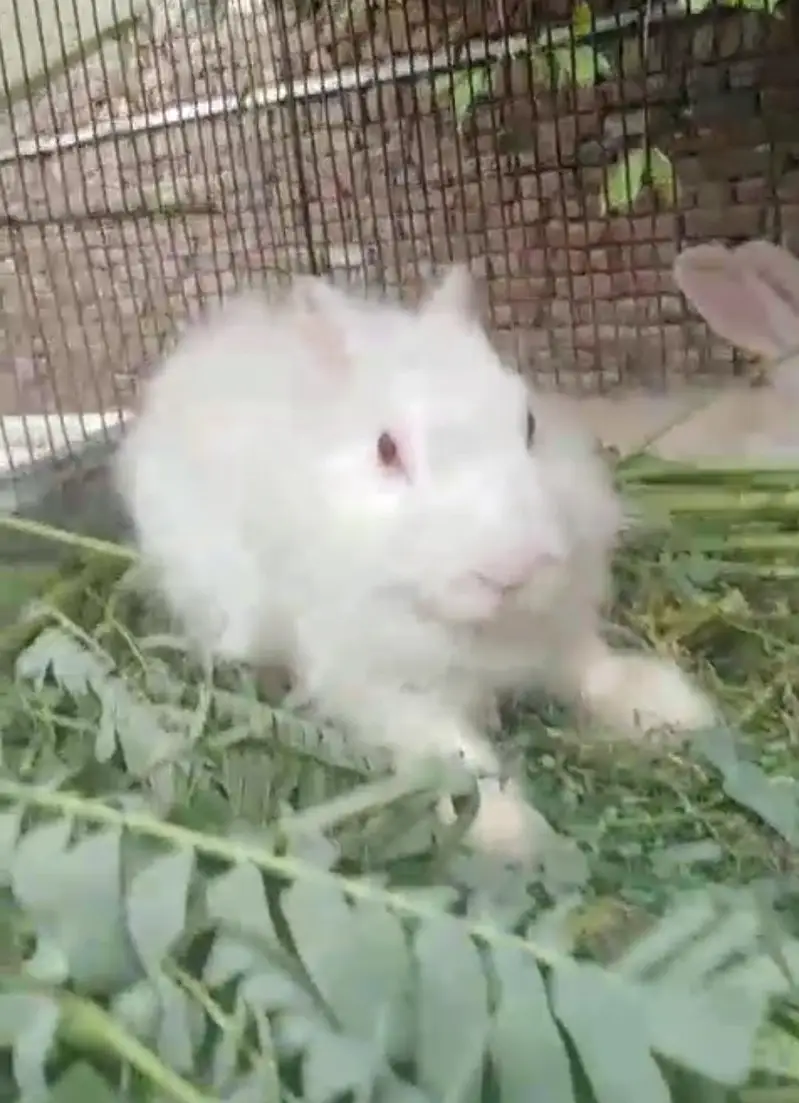 angora cross for sale — photo 3