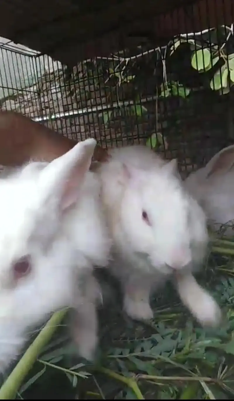 angora cross for sale — photo 4