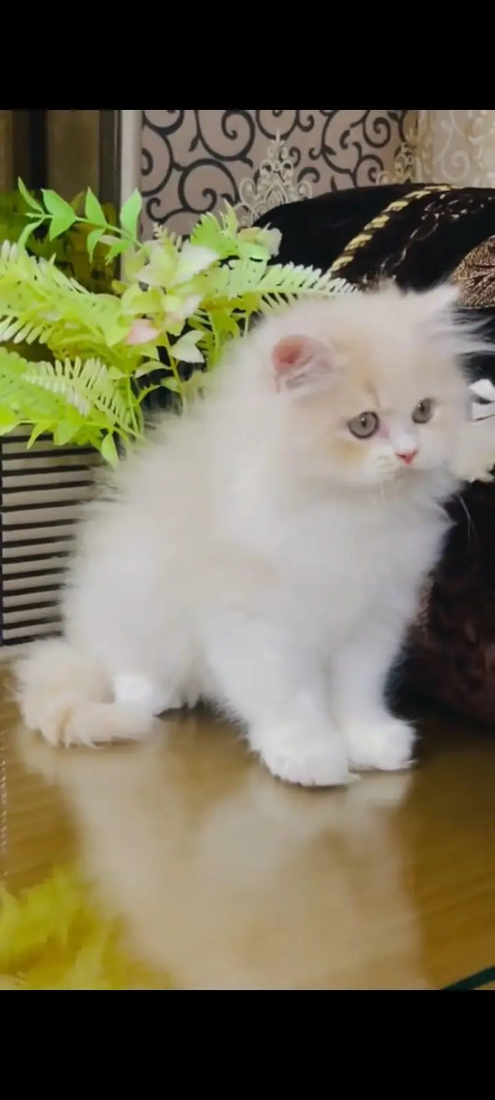pure Persian cats vaccinated and healthy active WhatsApp/0344/6895398/ — photo 4