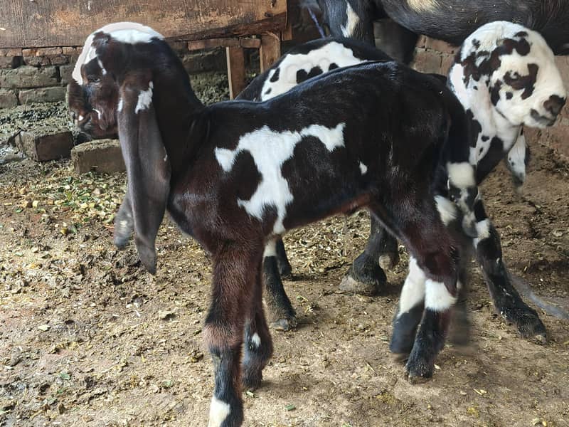 Goats 1
