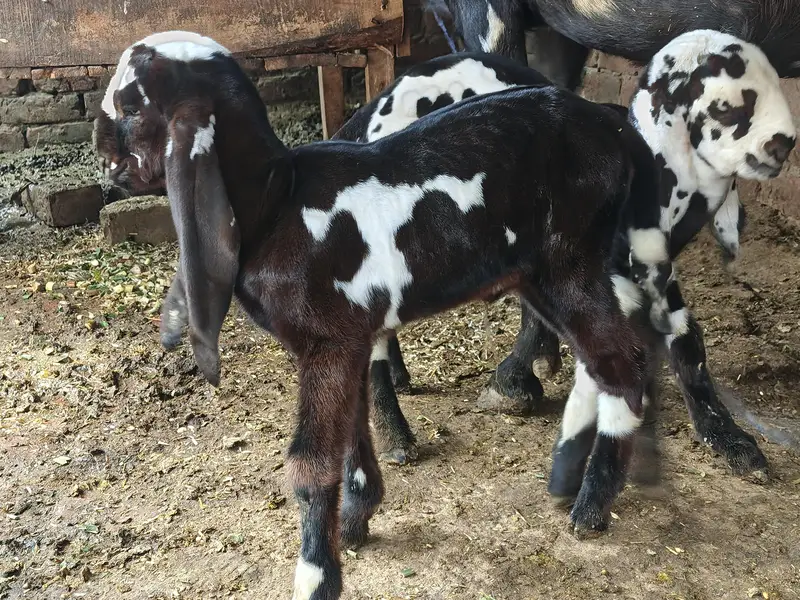 Goats — photo 2