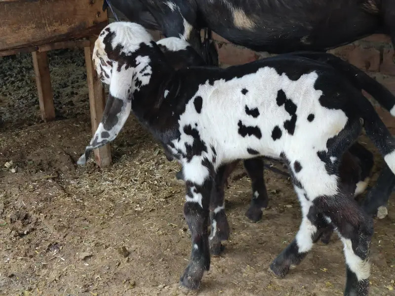 Goats — photo 3