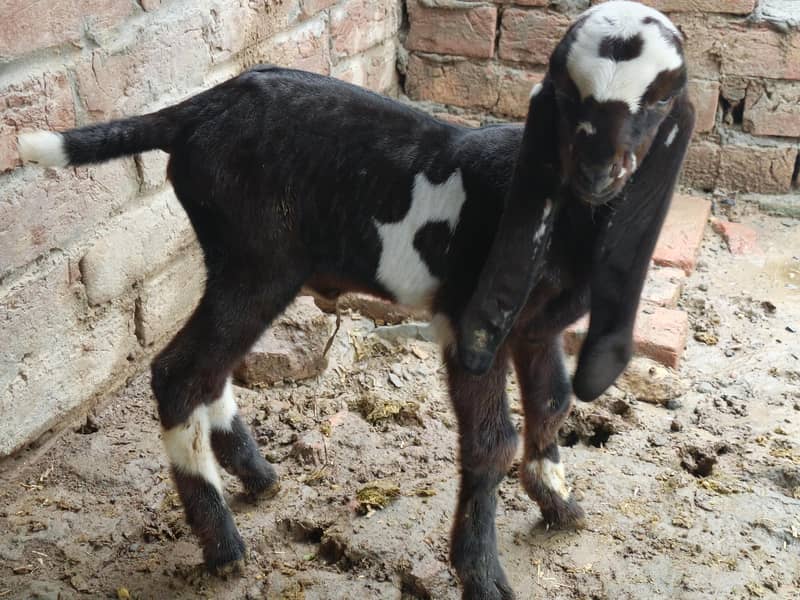 Goats 3