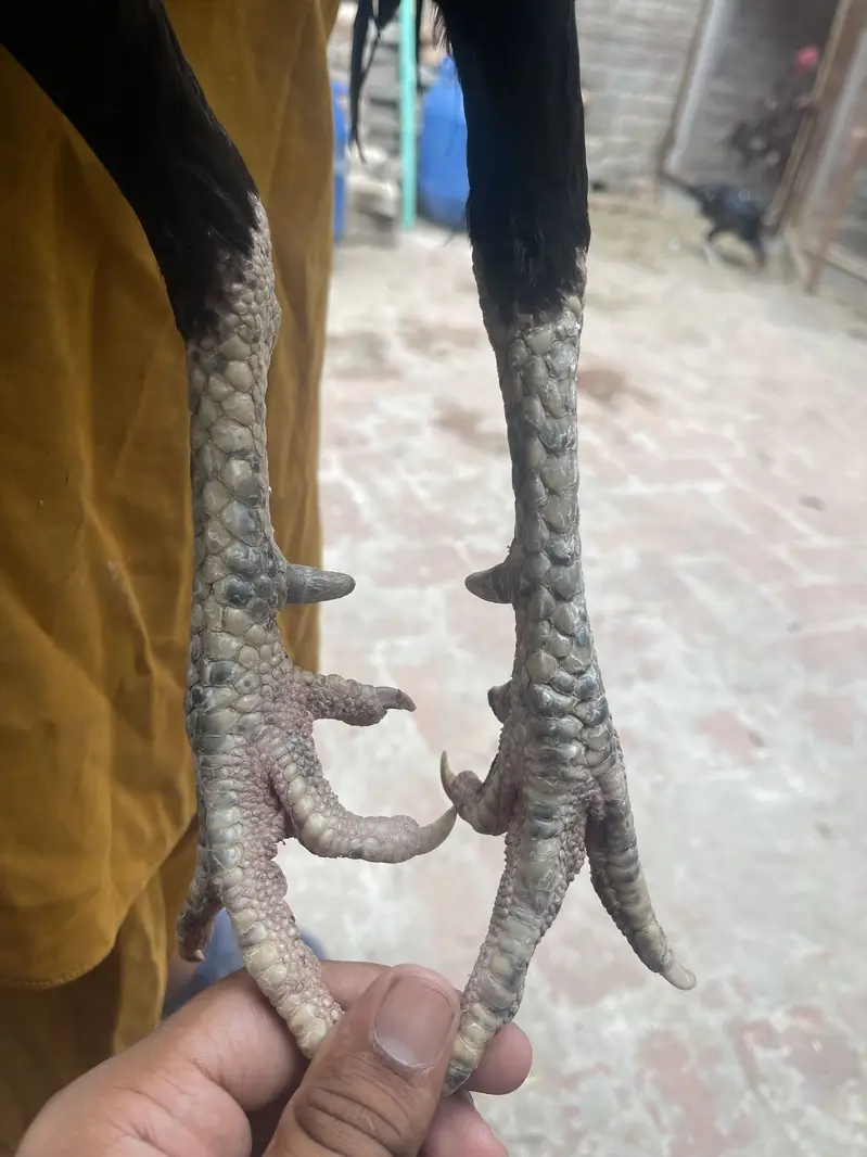 Aseel pakoye cross — photo 2