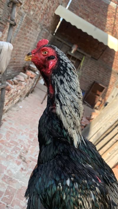 Aseel | pakoye aseel | aseel pakoya | pakoya aseel chicks | patha