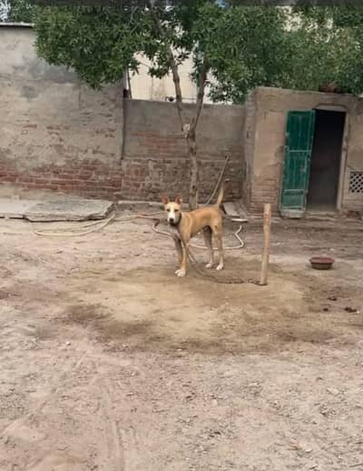 gultair dog exchange gultair white