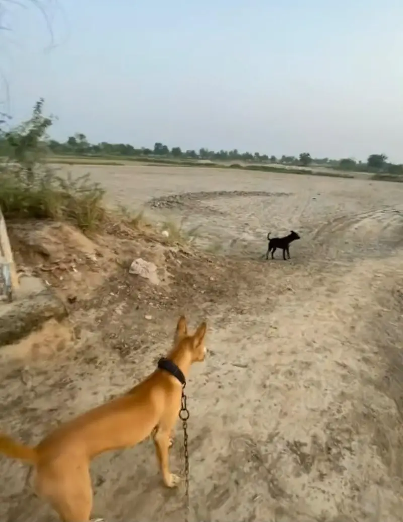 gultair dog exchange gultair white — photo 2