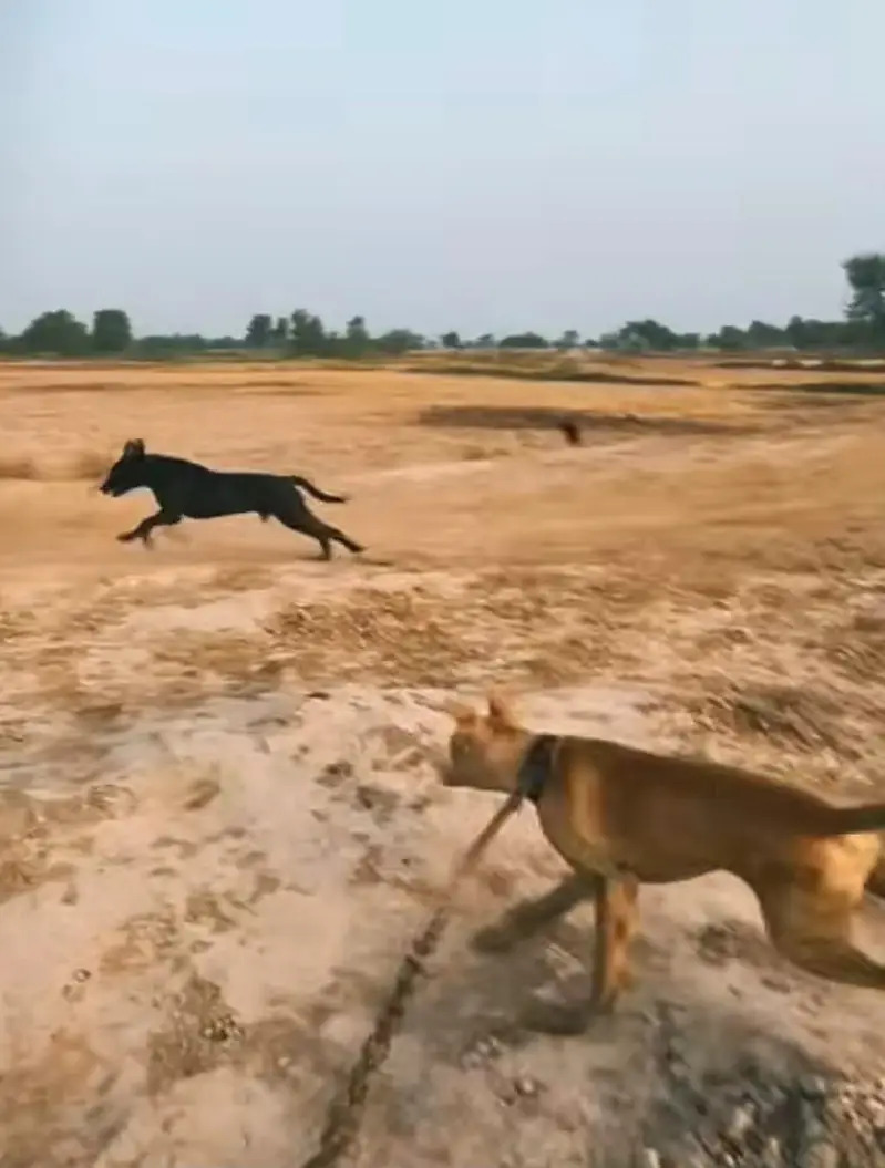 gultair dog exchange gultair white — photo 3