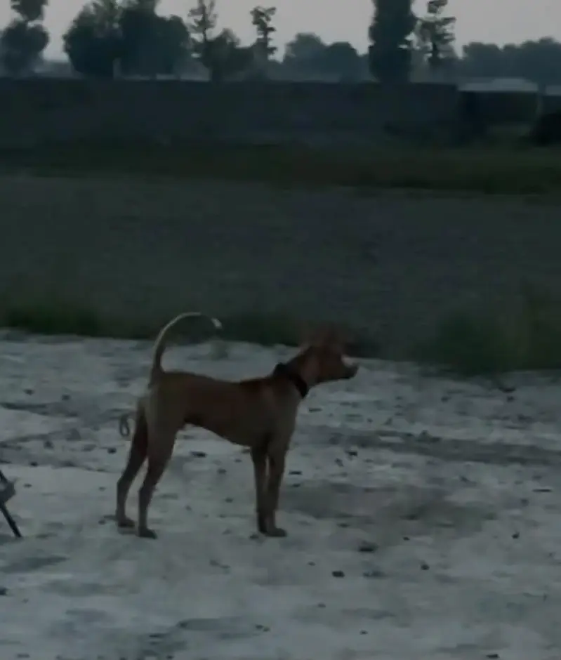 gultair dog exchange gultair white — photo 4