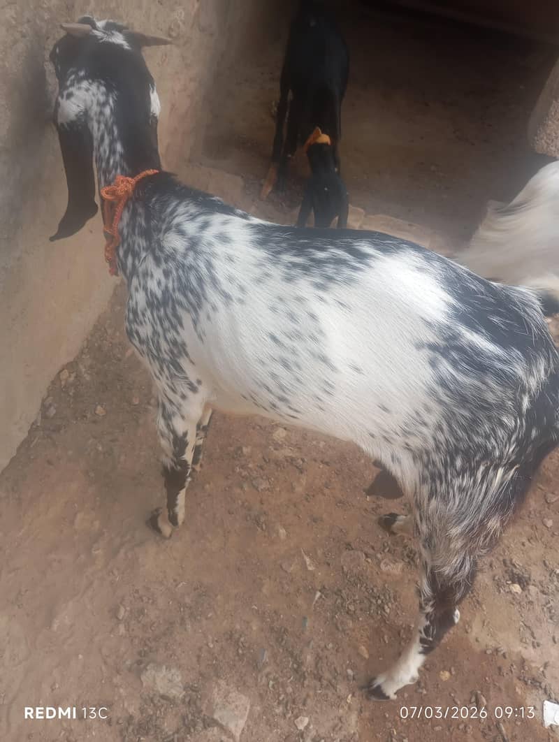bakri 0
