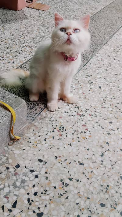 Persian cat for sale