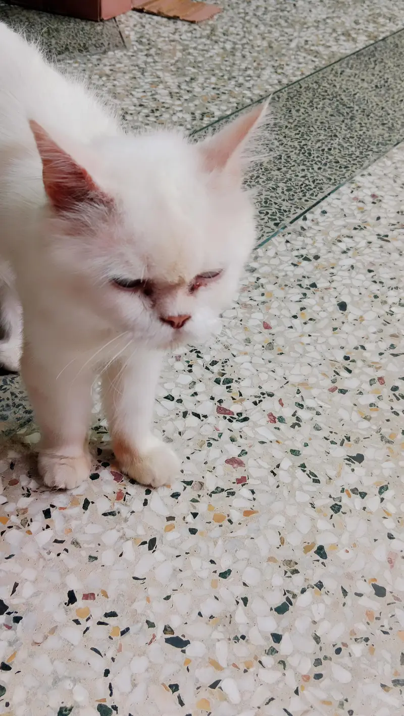 Persian cat for sale — photo 2