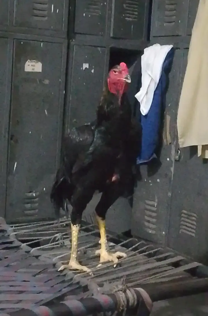 Black German Shamo Rooster — photo 2