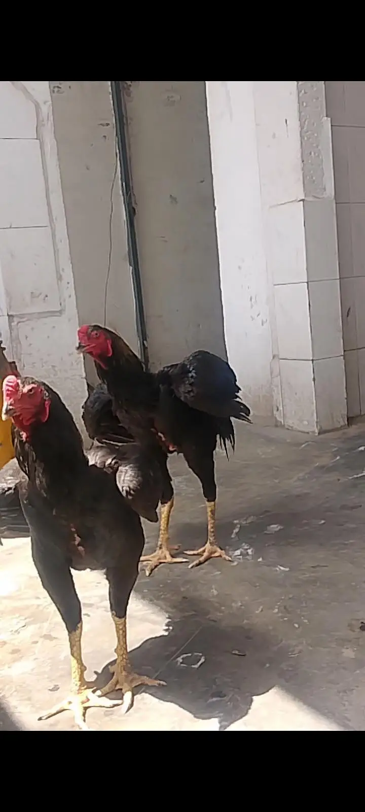 Black German Shamo Rooster — photo 3