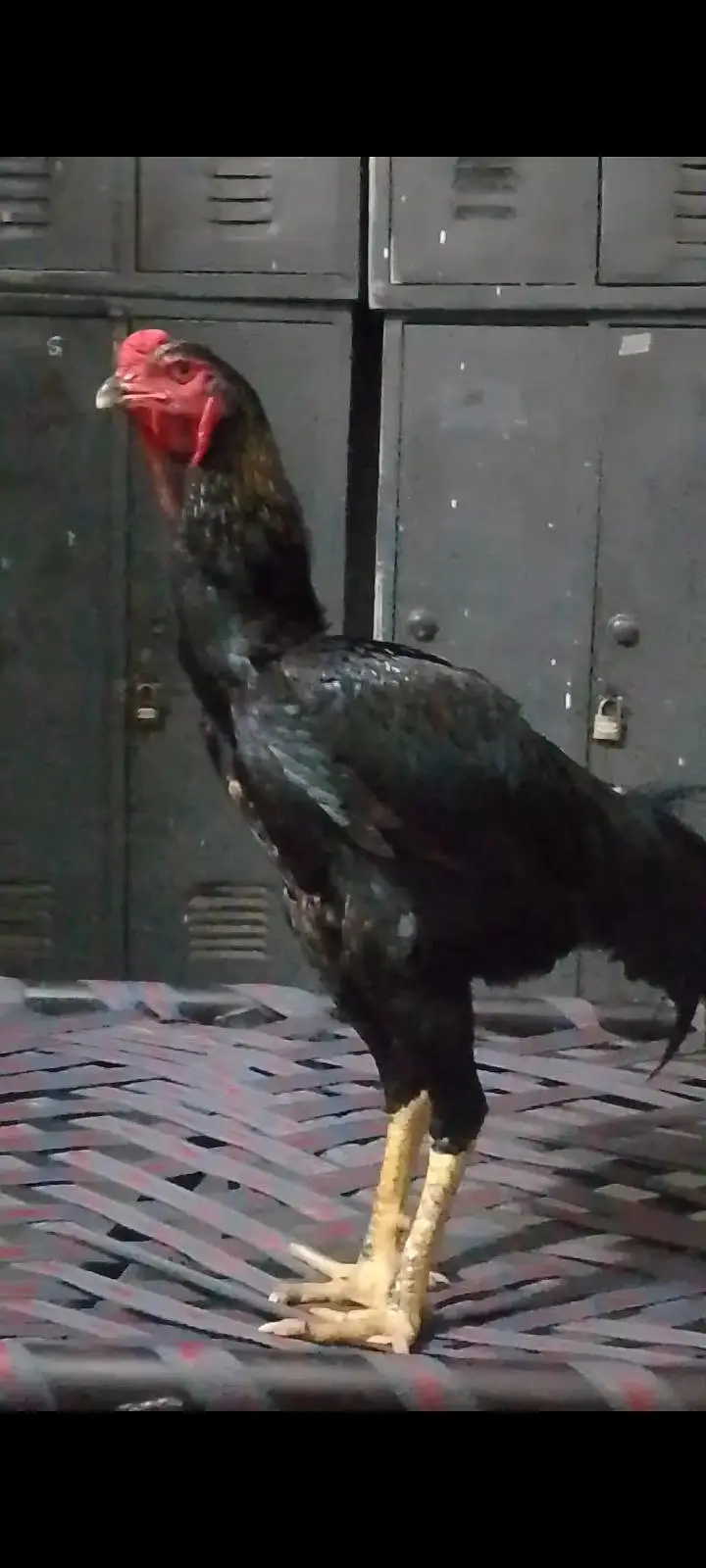 Black German Shamo Rooster — photo 4