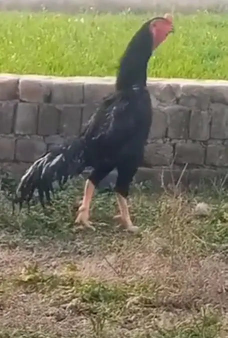 Black German Shamo Rooster — photo 5