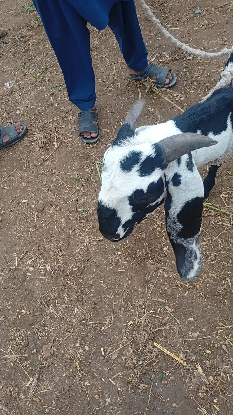 بکرا بہت ہی اعلیٰ قسم کا ہے — photo 2