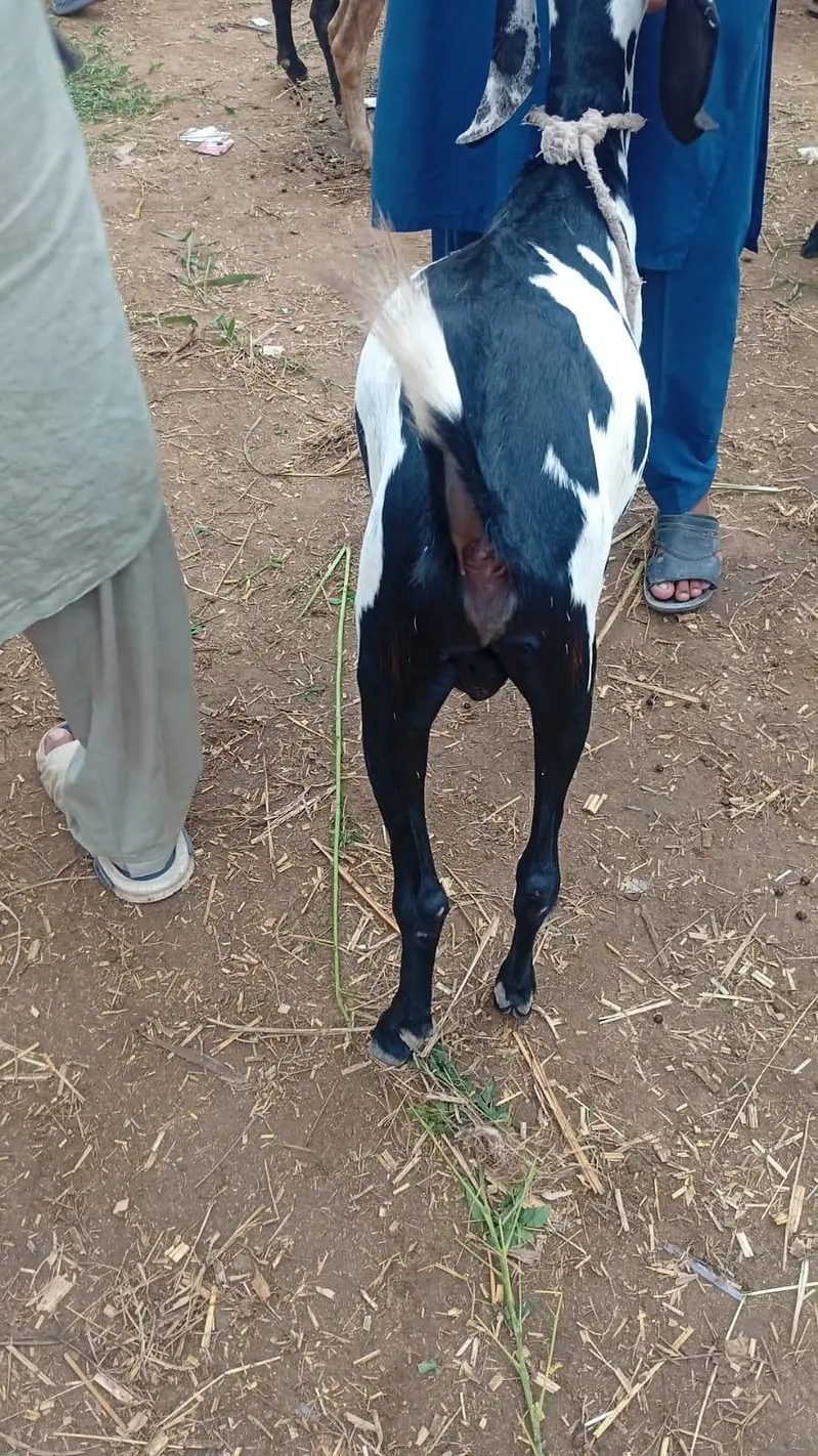 بکرا بہت ہی اعلیٰ قسم کا ہے — photo 3