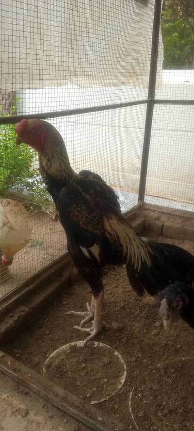 parrot beak Taj or white Turkish  chiks