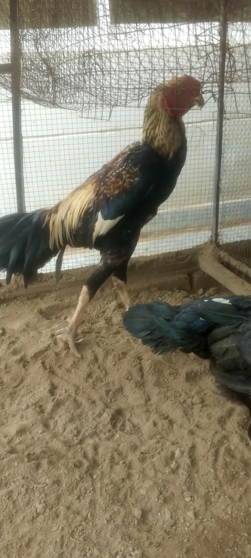 parrot beak Taj or white Turkish  chiks — photo 2