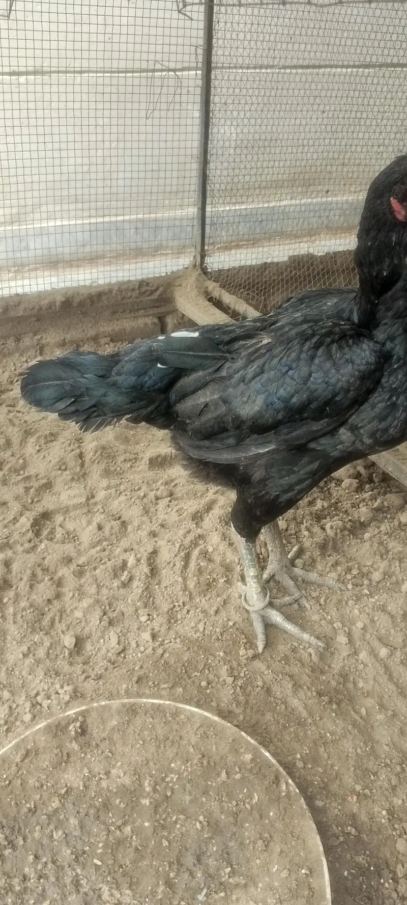 parrot beak Taj or white Turkish  chiks — photo 3