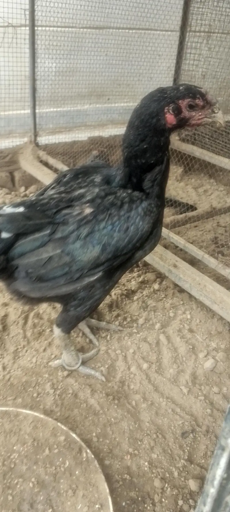 parrot beak Taj or white Turkish  chiks — photo 4
