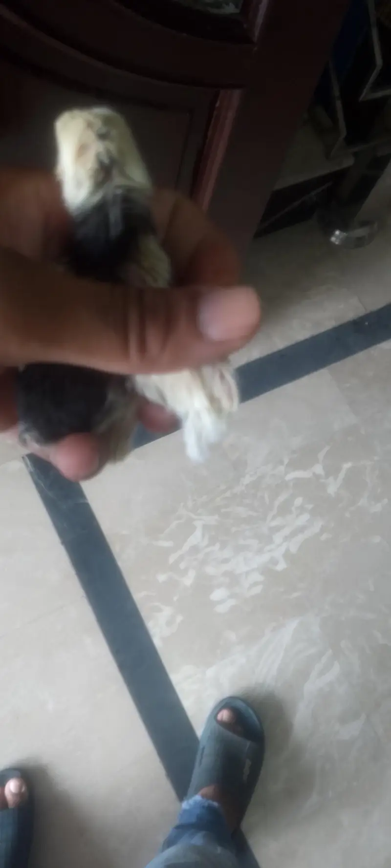 parrot beak Taj or white Turkish  chiks — photo 8