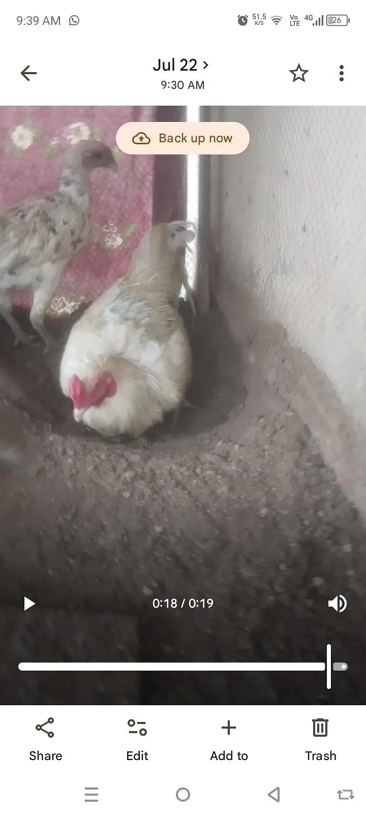 parrot beak Taj or white Turkish  chiks — photo 11