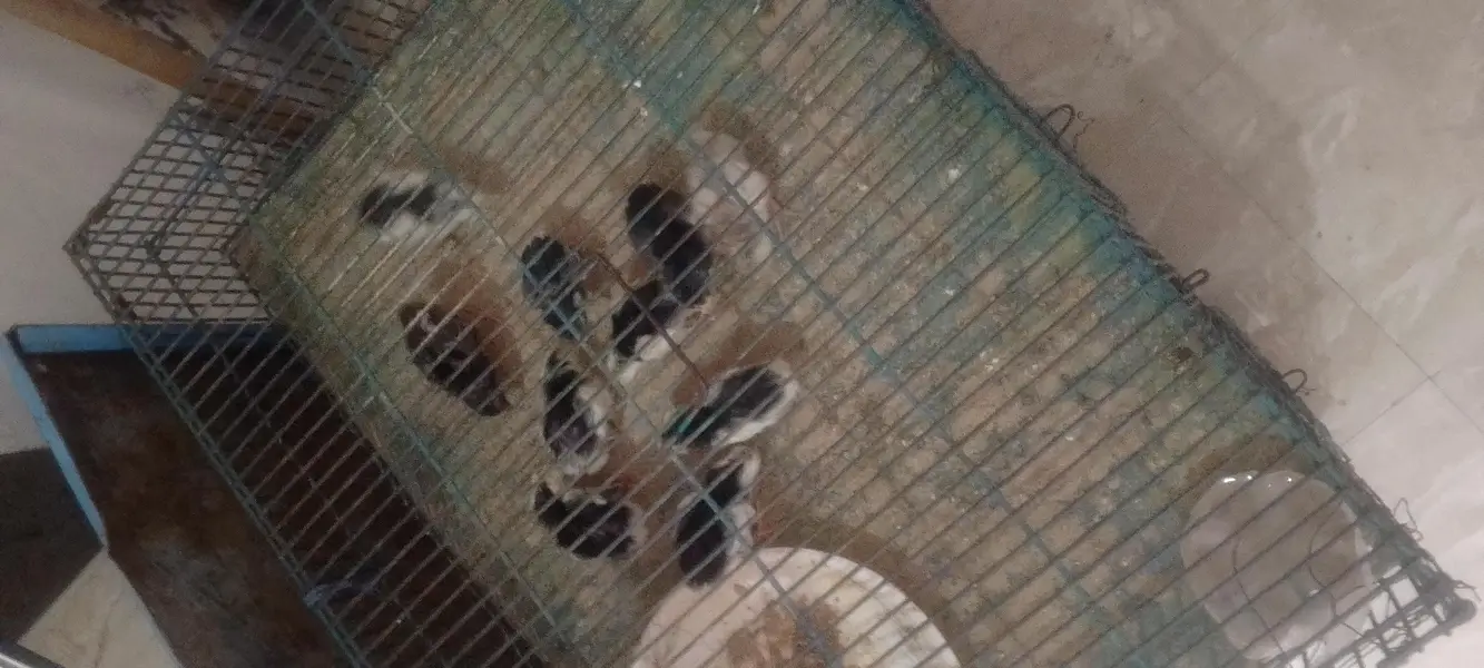 parrot beak Taj or white Turkish  chiks — photo 12
