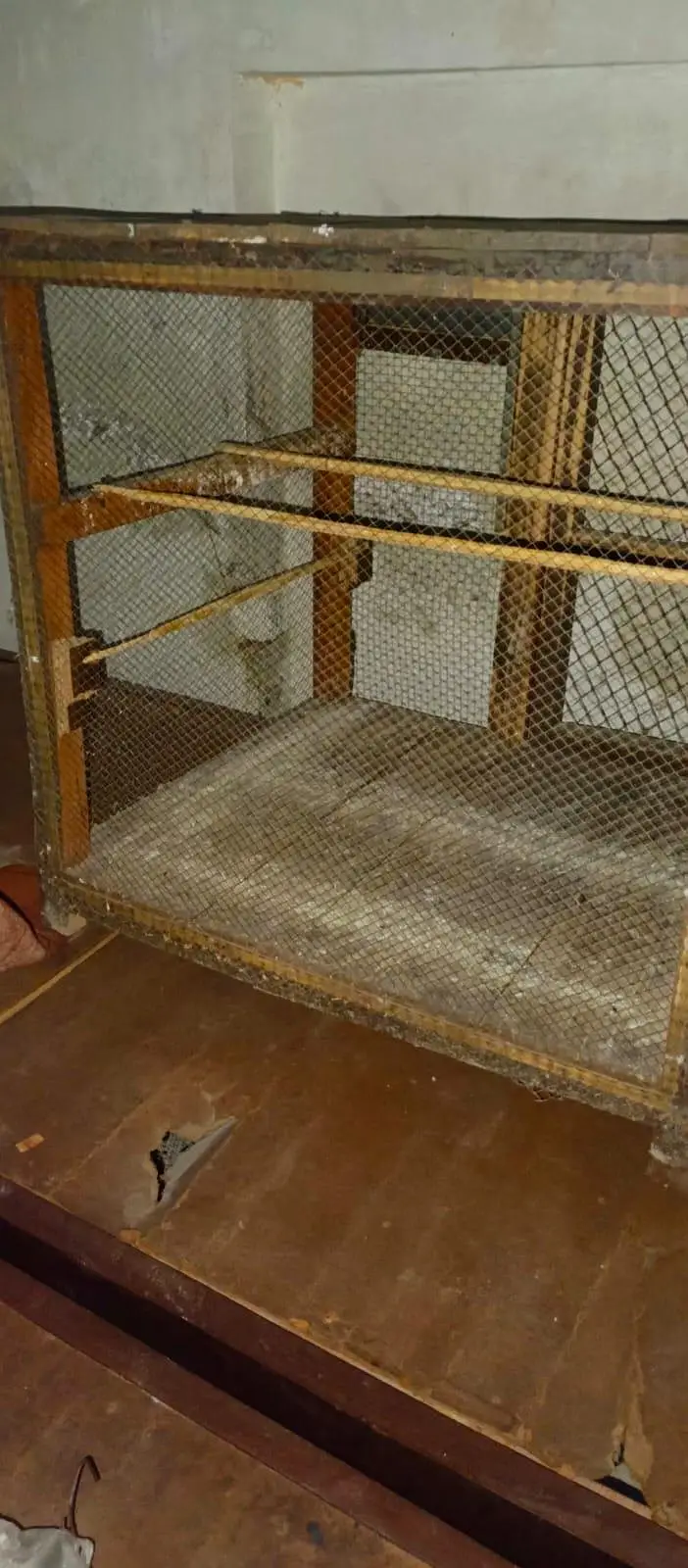 urgent sale  cage/ Australia parrot /hens  and other — photo 3