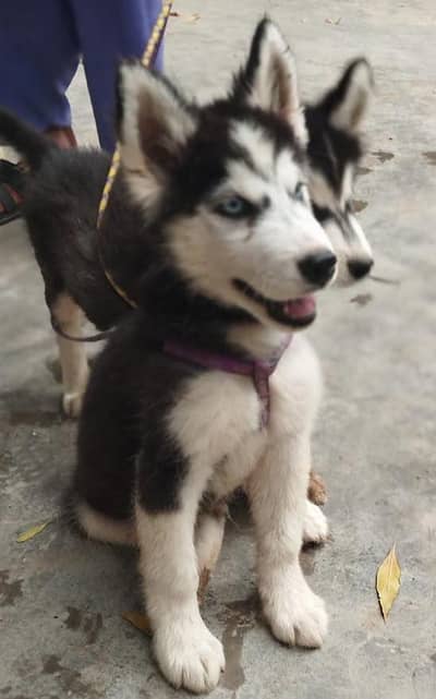 I am sel my cute baby dog