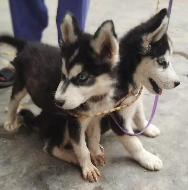 I am sel my cute baby dog — photo 2