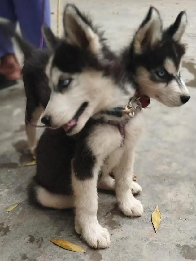 I am sel my cute baby dog — photo 3