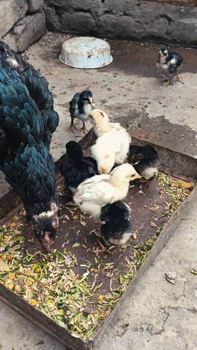 Thai Chicks/ Thai Permoze Chicks/ Quality Thai Chicks/