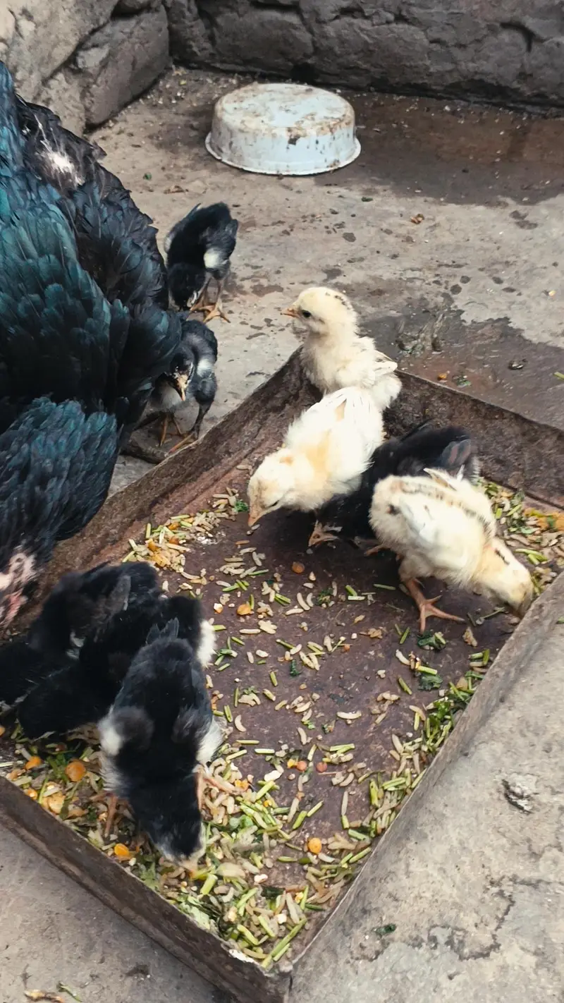 Thai Chicks/ Thai Permoze Chicks/ Quality Thai Chicks/ — photo 2