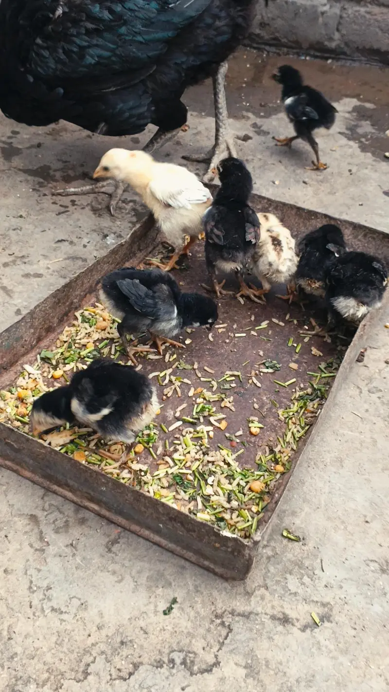 Thai Chicks/ Thai Permoze Chicks/ Quality Thai Chicks/ — photo 3