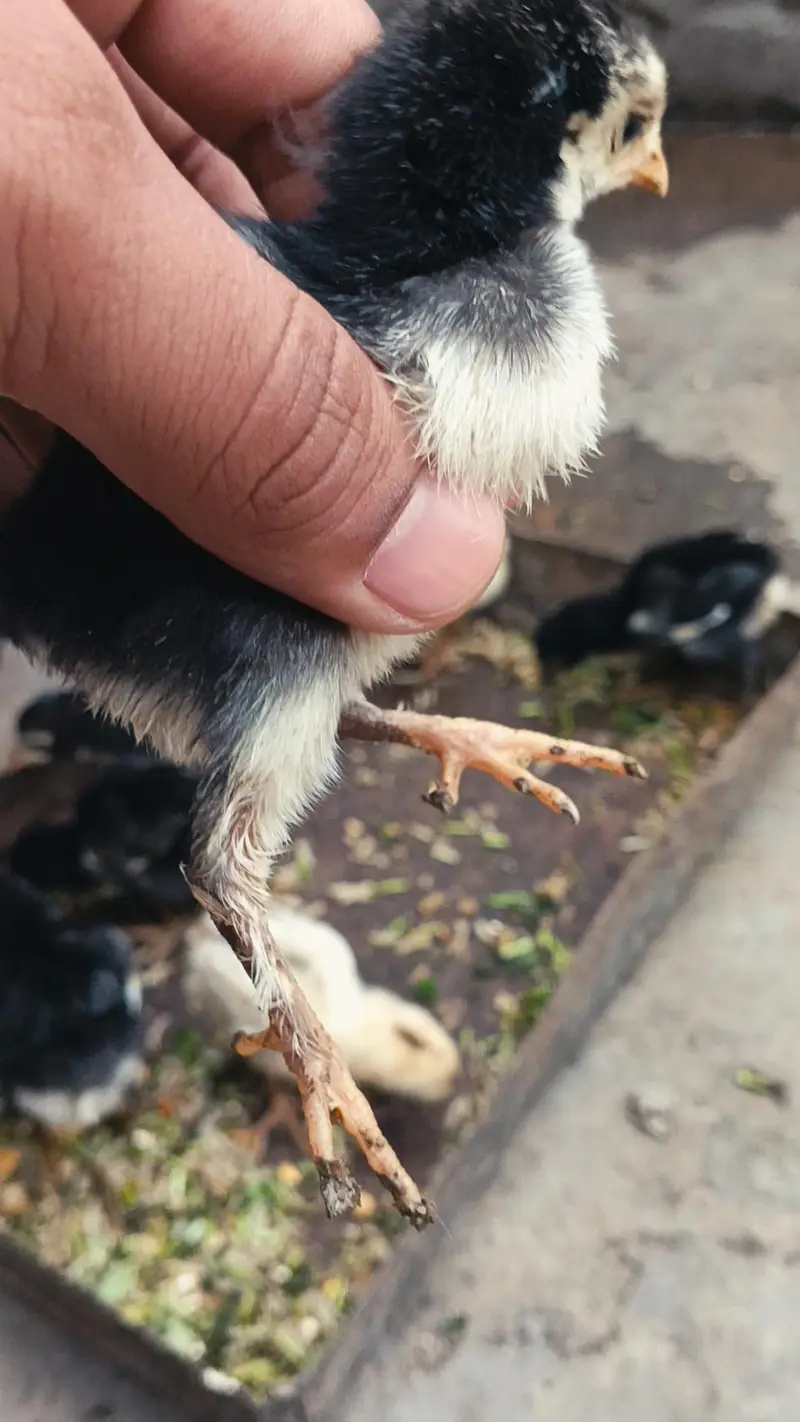 Thai Chicks/ Thai Permoze Chicks/ Quality Thai Chicks/ — photo 6