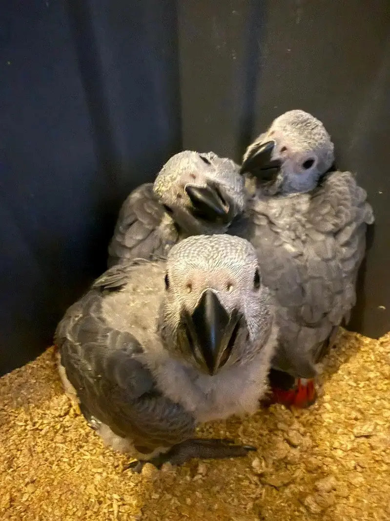 African grey parrot chicks for sale 03215248765 — photo 2