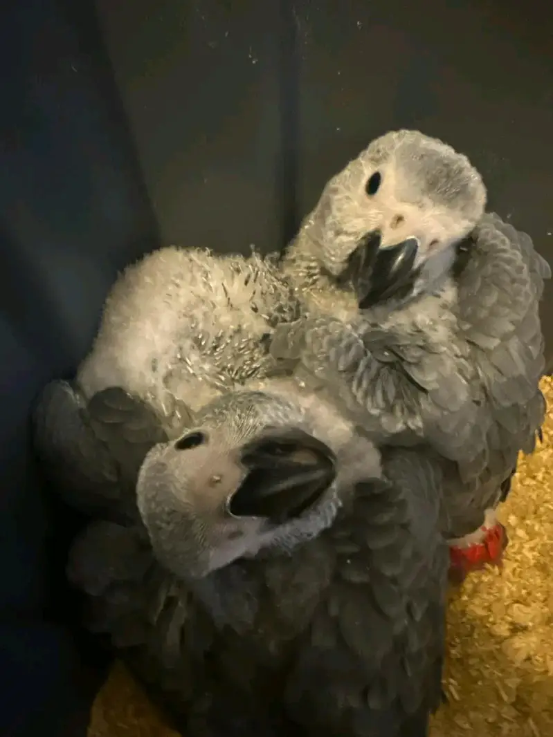 African grey parrot chicks for sale 03215248765 — photo 3